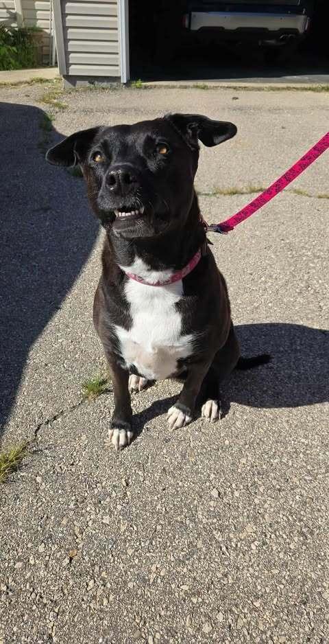 Enlarge Minnie - Niobe, a Adoptable mixed breed in Waunakee, WI image 3/5