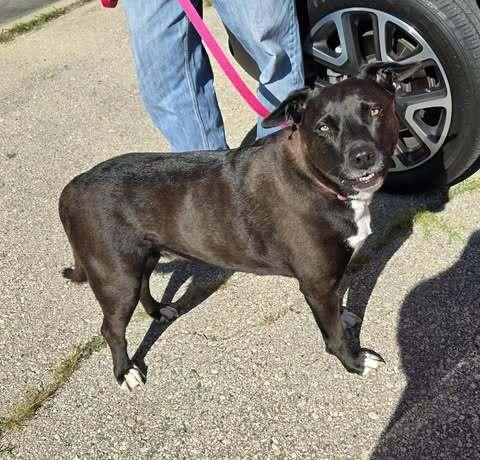 Enlarge Minnie - Niobe, a Adoptable mixed breed in Waunakee, WI image 4/5