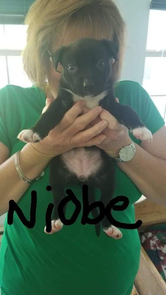 Minnie  Niobe thumbnail 5