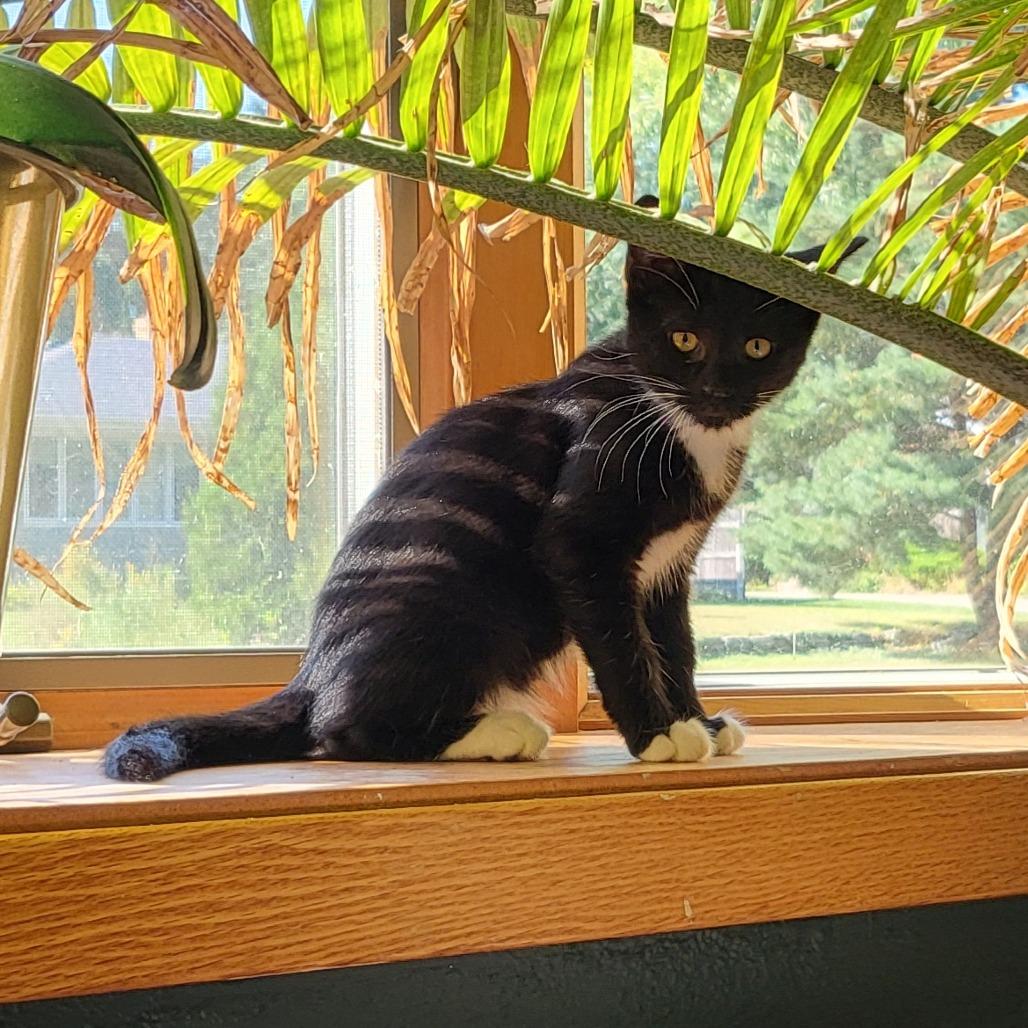 Jeremiah, a Adoptable Domestic Short Hair in St. Paul, MN image 1/3