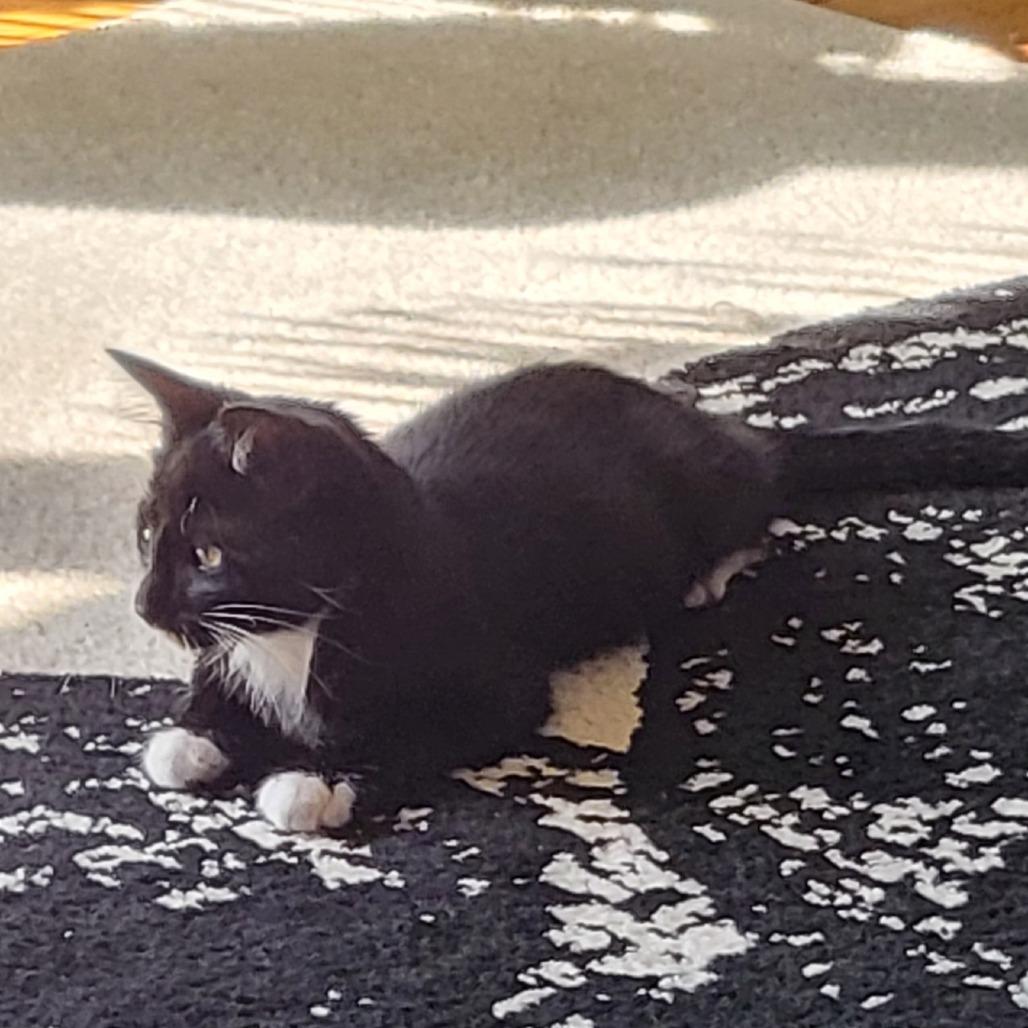 Jeremiah, a Adoptable Domestic Short Hair in St. Paul, MN image 2/3