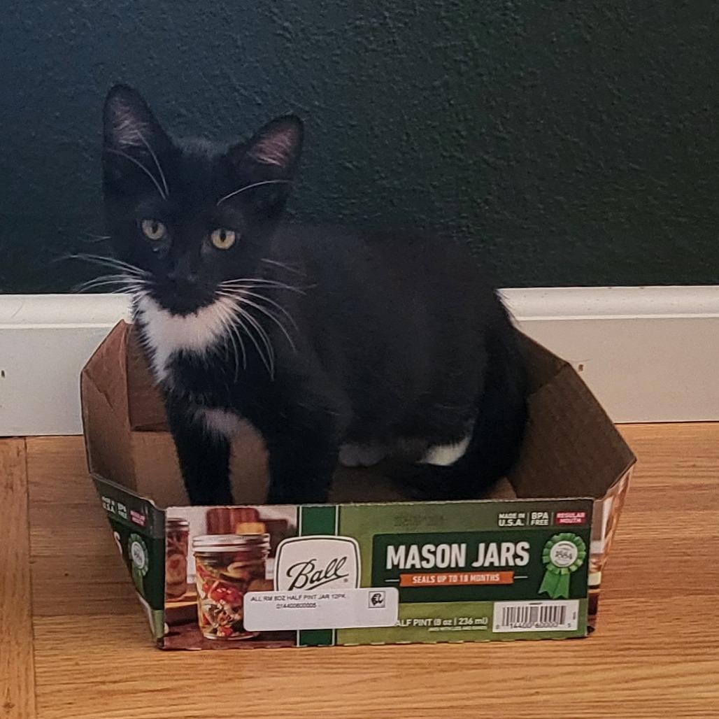 Jeremiah, a Adoptable Domestic Short Hair in St. Paul, MN image 3/3