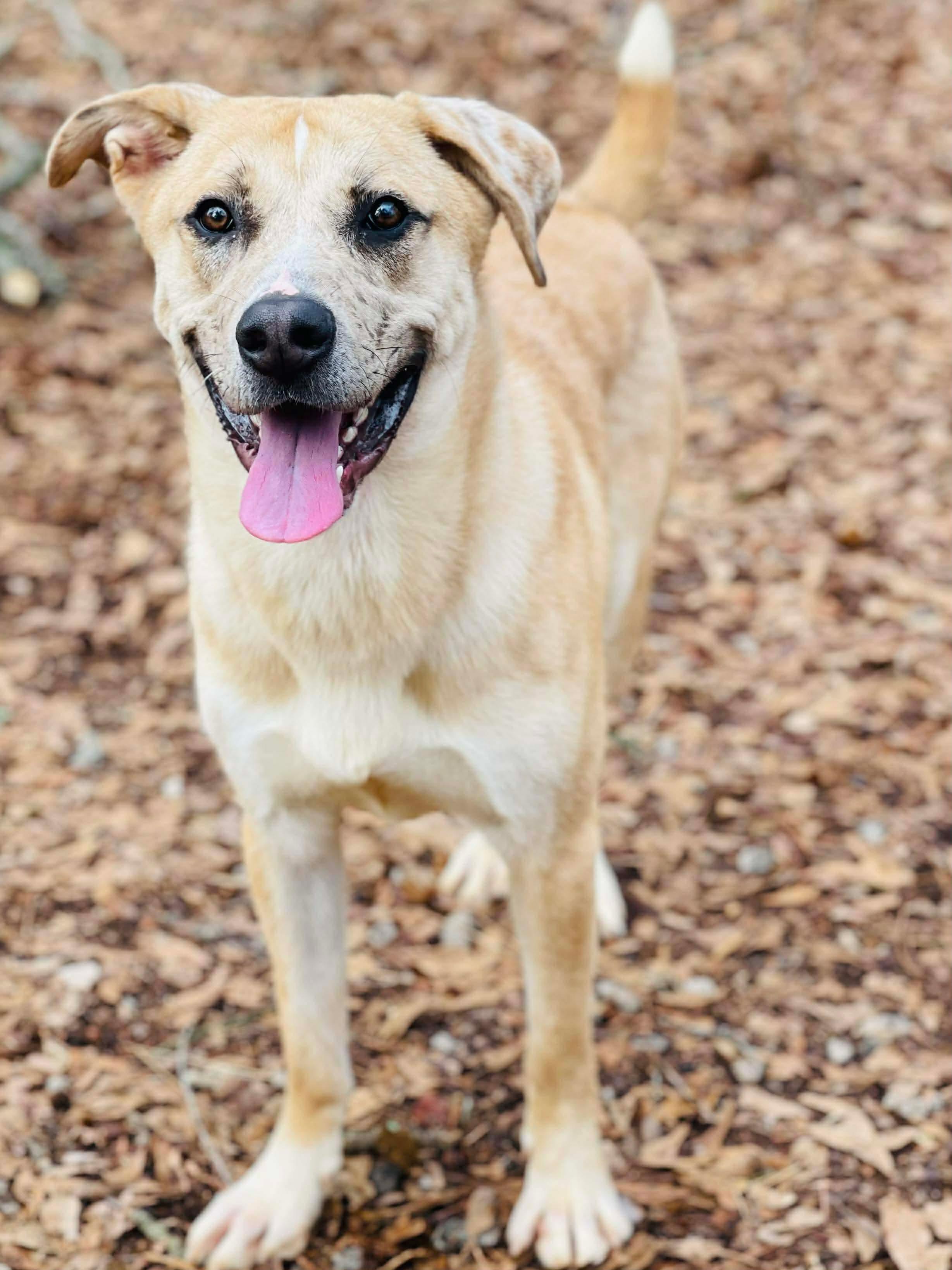Enlarge Crescent, a ADOPTABLE mixed breed in Oxford, GA image 6/6