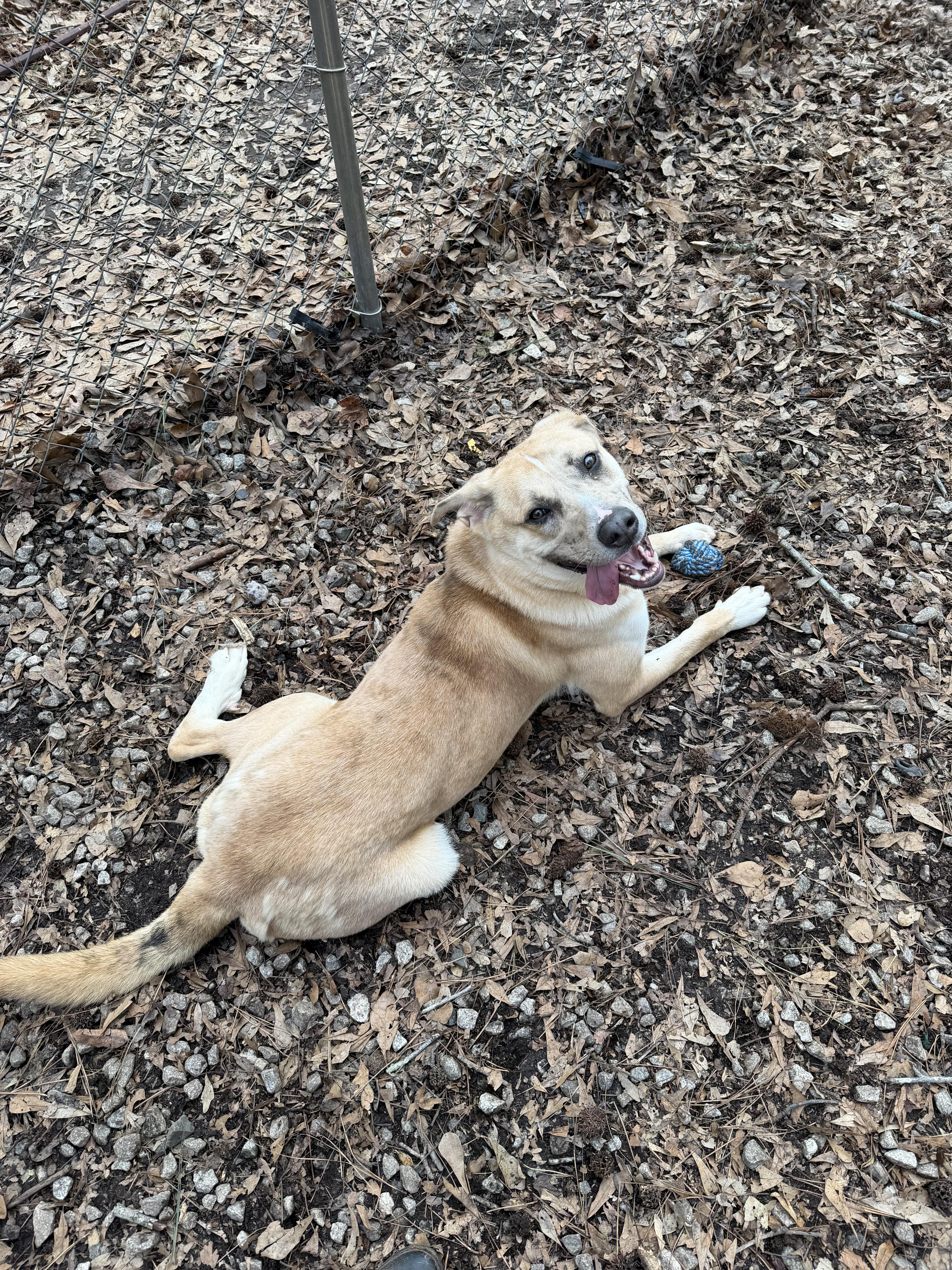Enlarge Crescent, a ADOPTABLE mixed breed in Oxford, GA image 3/6