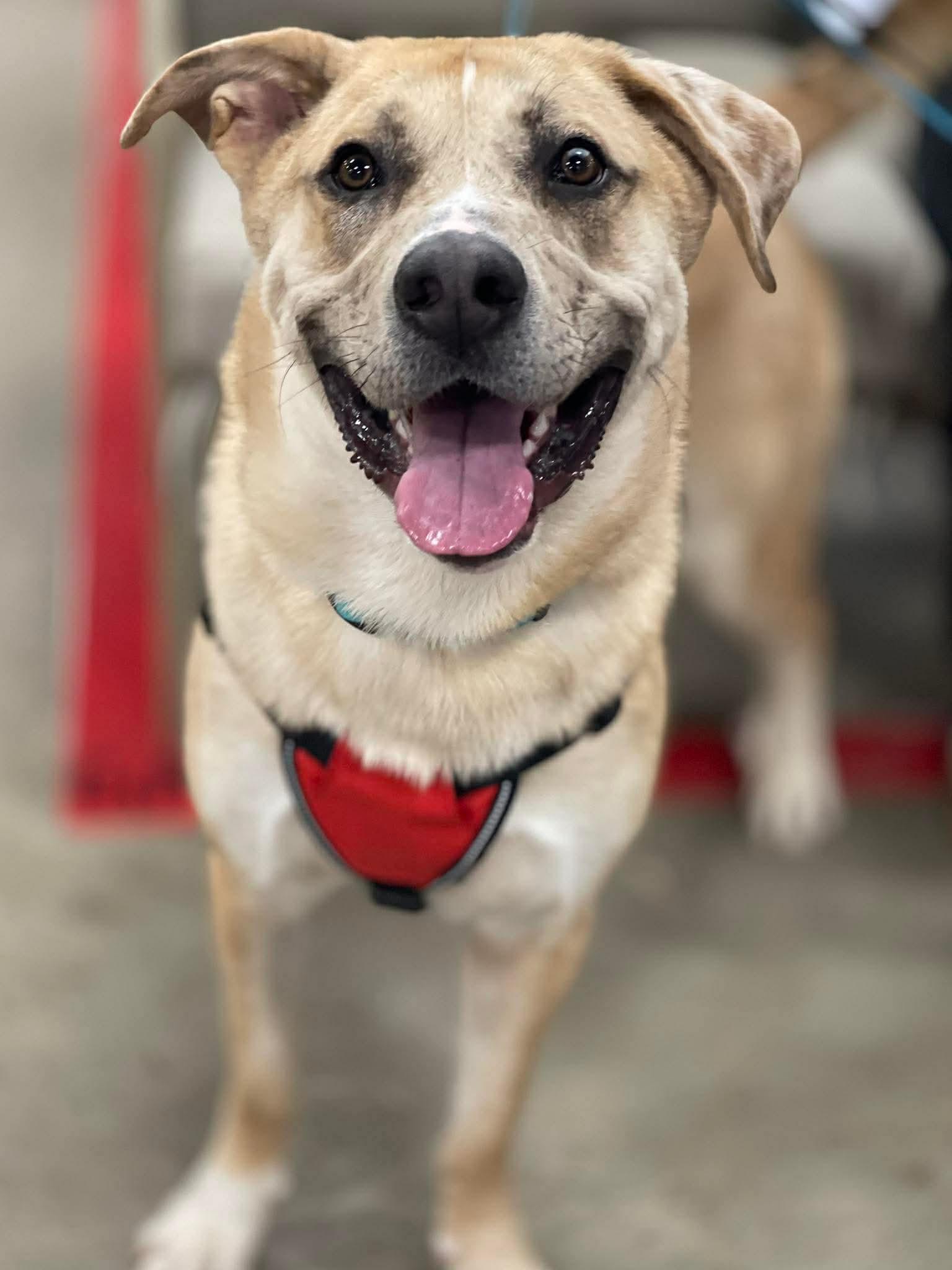 Enlarge Crescent, a ADOPTABLE mixed breed in Oxford, GA image 4/6