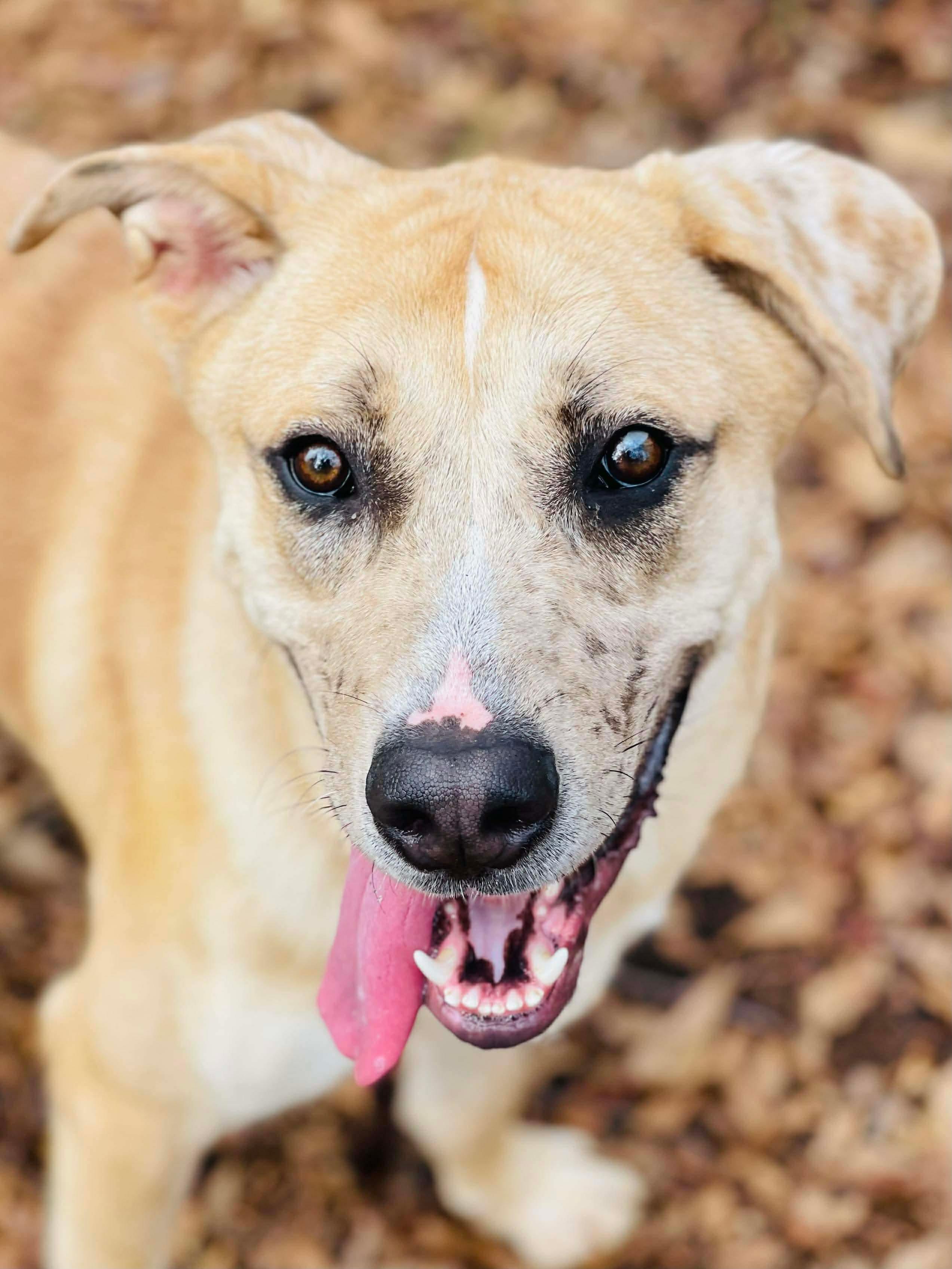 Enlarge Crescent, a ADOPTABLE mixed breed in Oxford, GA image 1/6