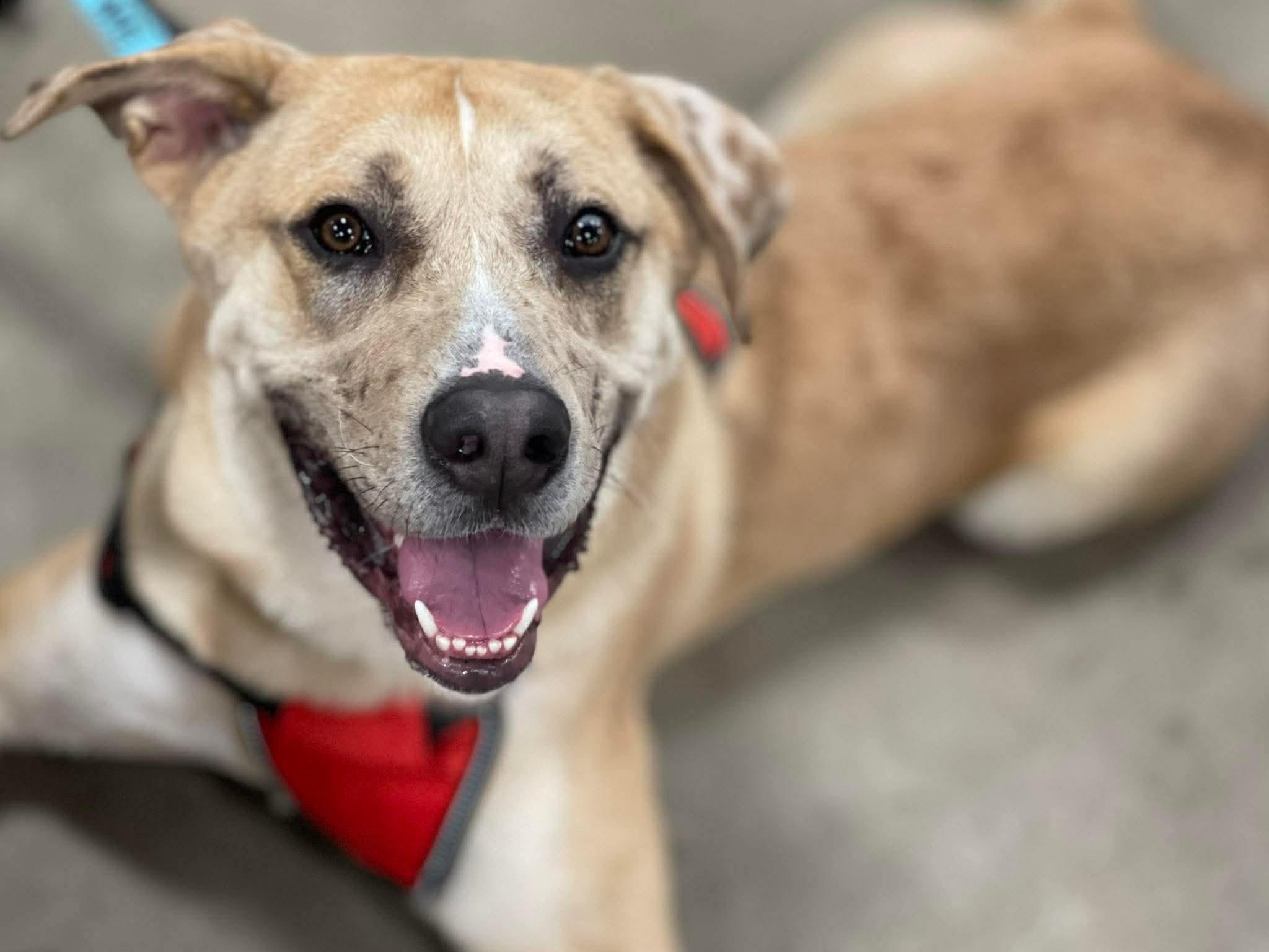 Enlarge Crescent, a ADOPTABLE mixed breed in Oxford, GA image 2/6