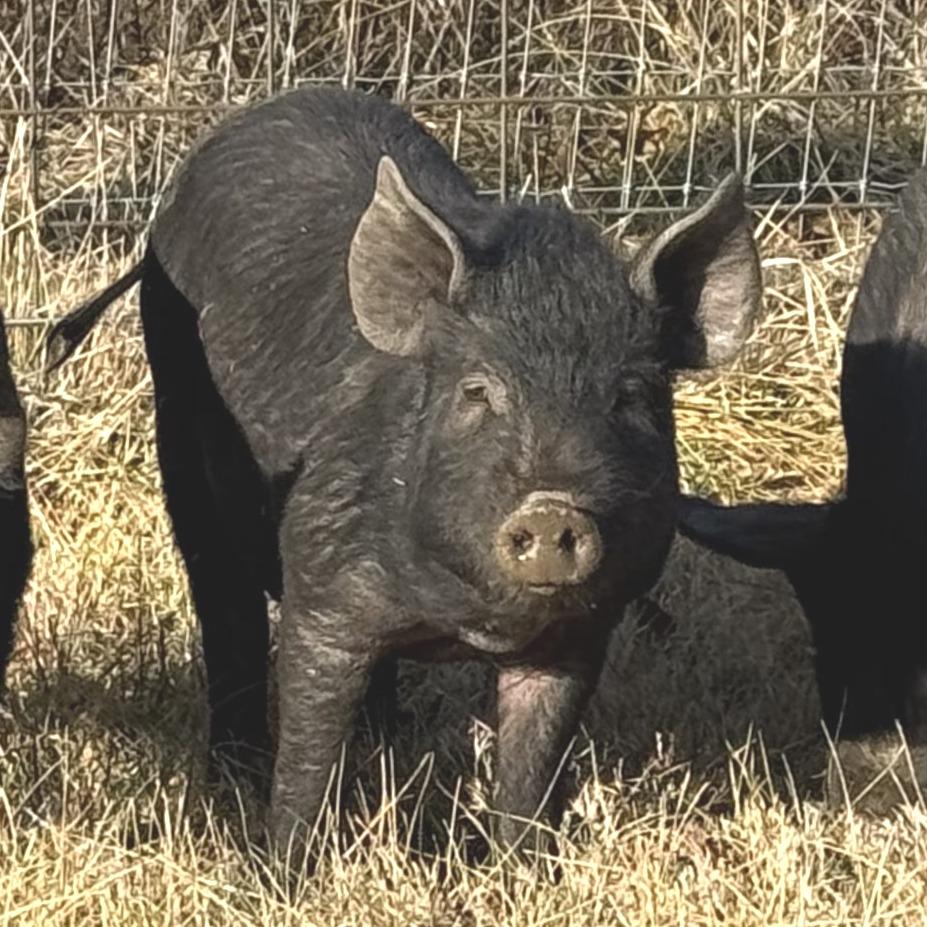 Ike, Adoptable, Young Male Pig.