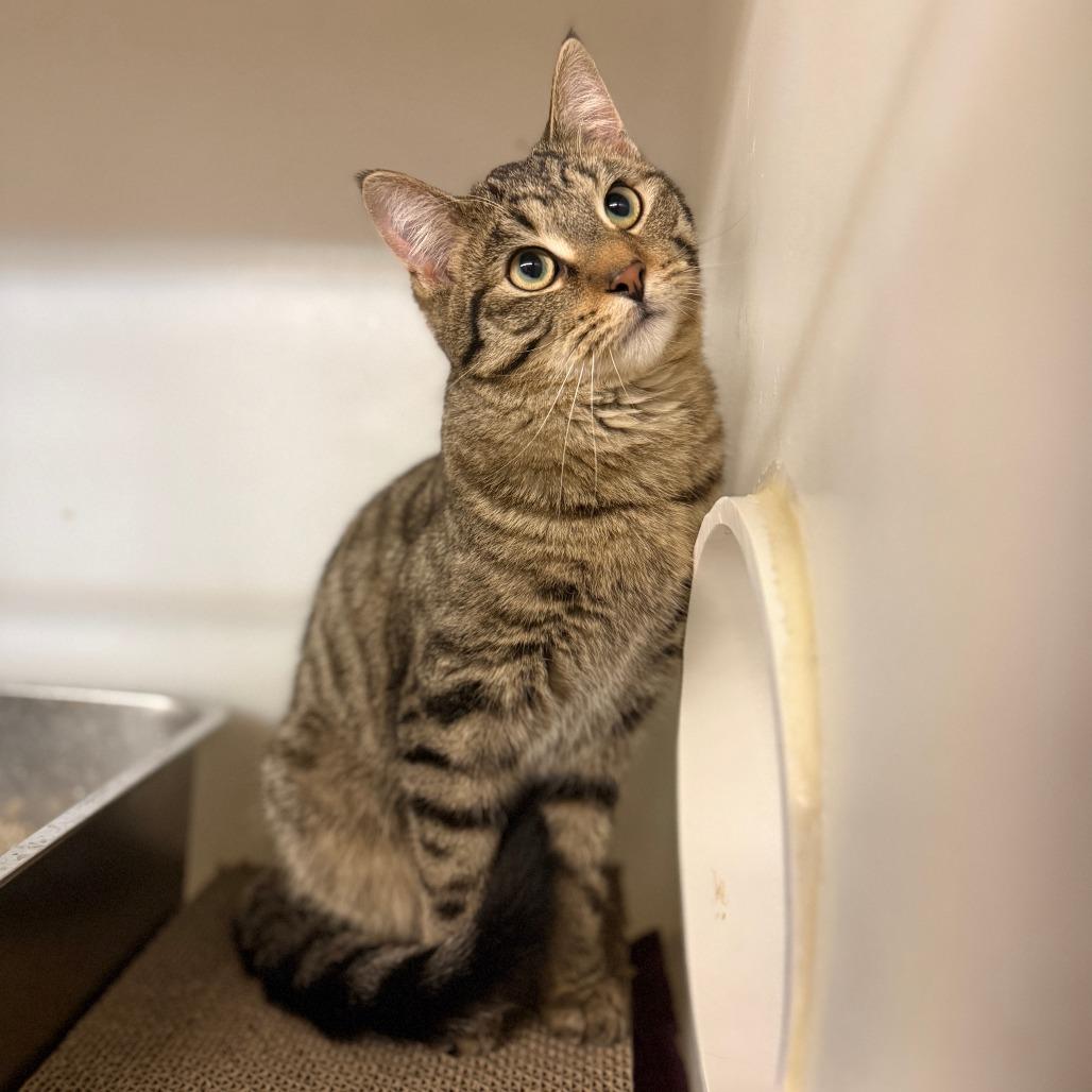 Bonfire, a Adoptable Domestic Short Hair in Madison, WI image 1/5