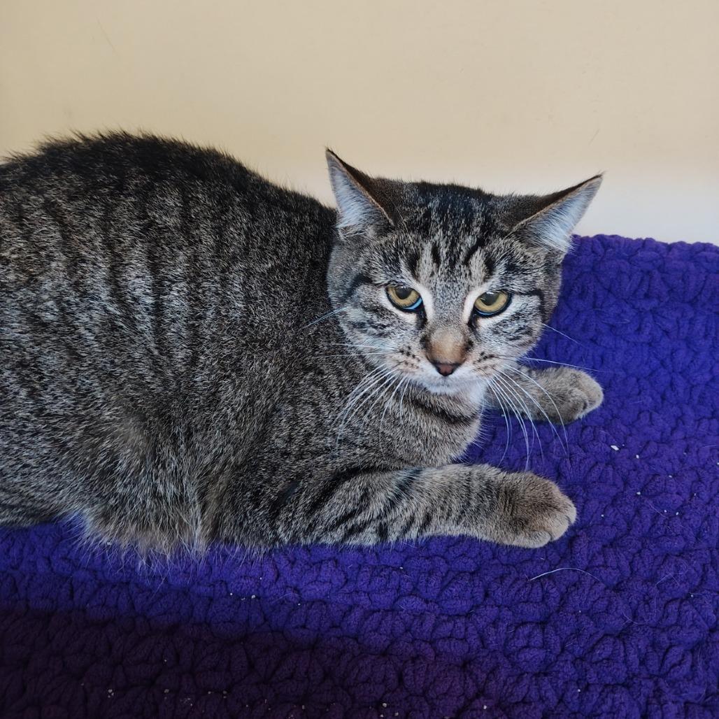 Bonfire, a Adoptable Domestic Short Hair in Madison, WI image 2/5