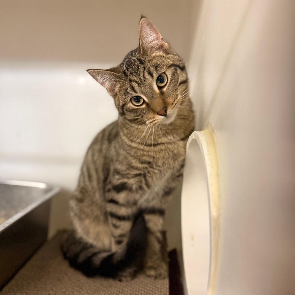 Bonfire, a Adoptable Domestic Short Hair in Madison, WI image 3/5