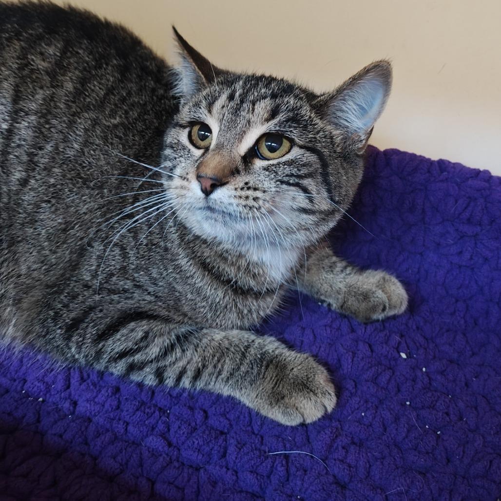 Bonfire, a Adoptable Domestic Short Hair in Madison, WI image 4/5