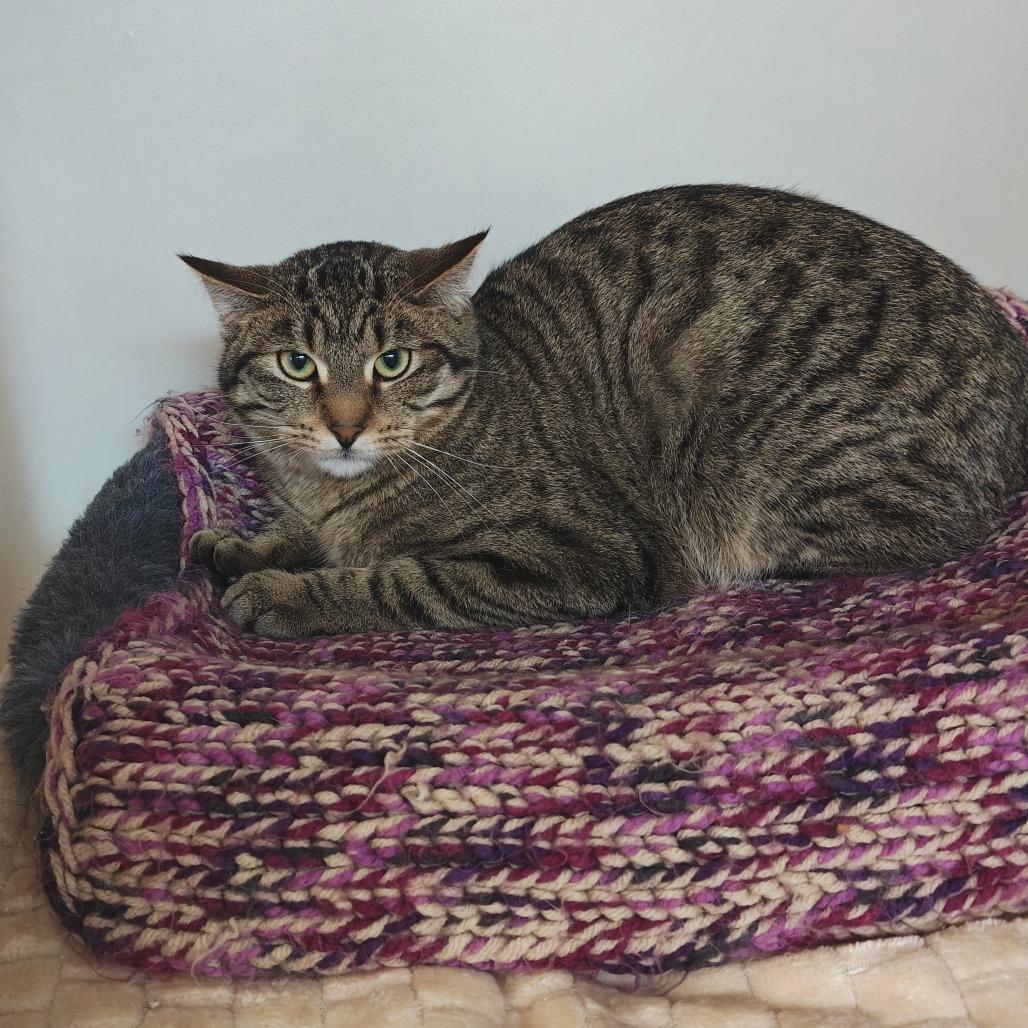 Bonfire, a Adoptable Domestic Short Hair in Madison, WI image 5/5