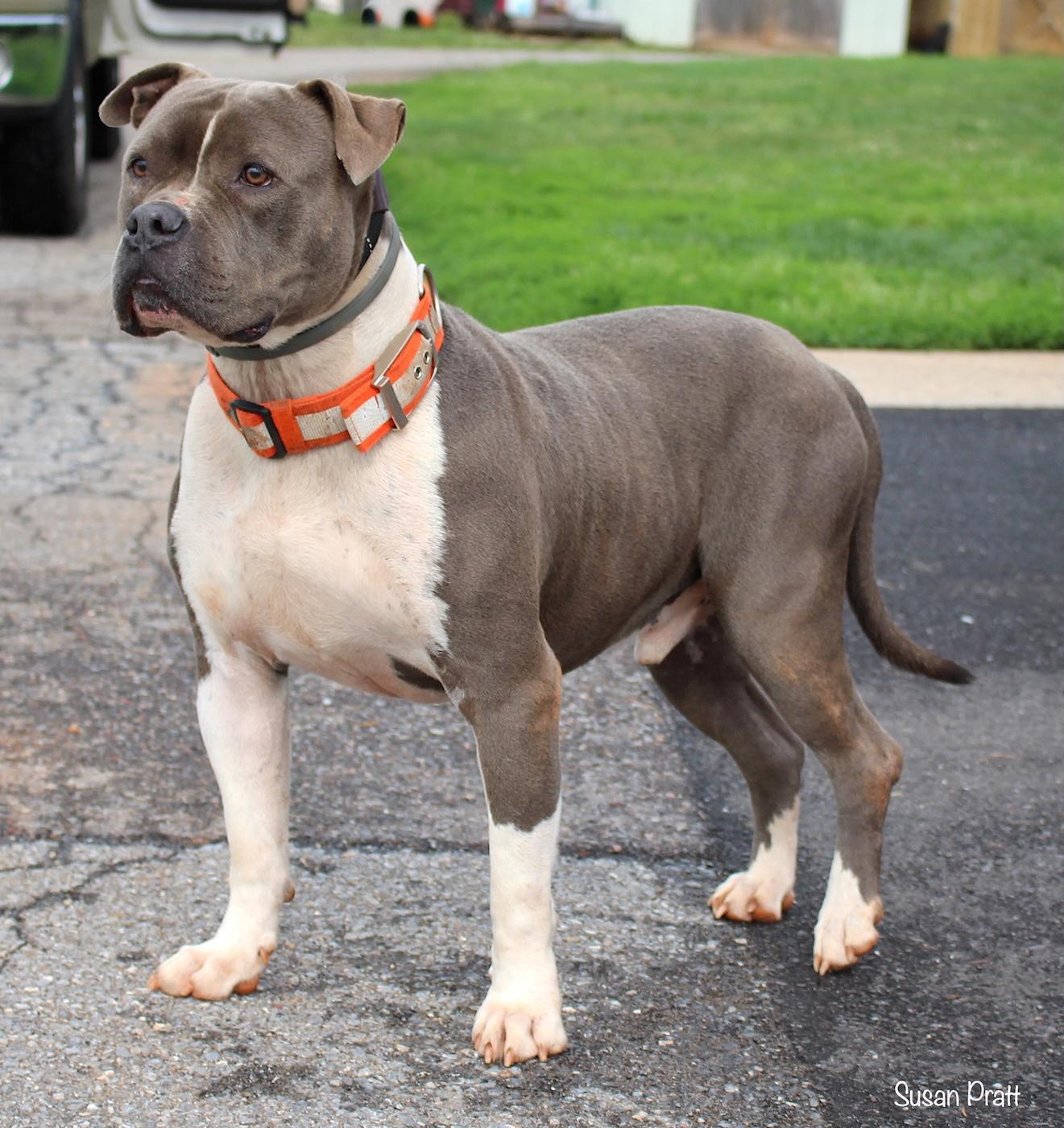 Enlarge Duke, a ADOPTABLE mixed breed in Bedford, VA image 3/3