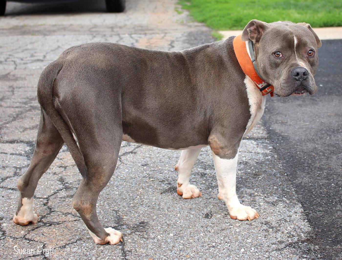 Enlarge Duke, a ADOPTABLE mixed breed in Bedford, VA image 2/3