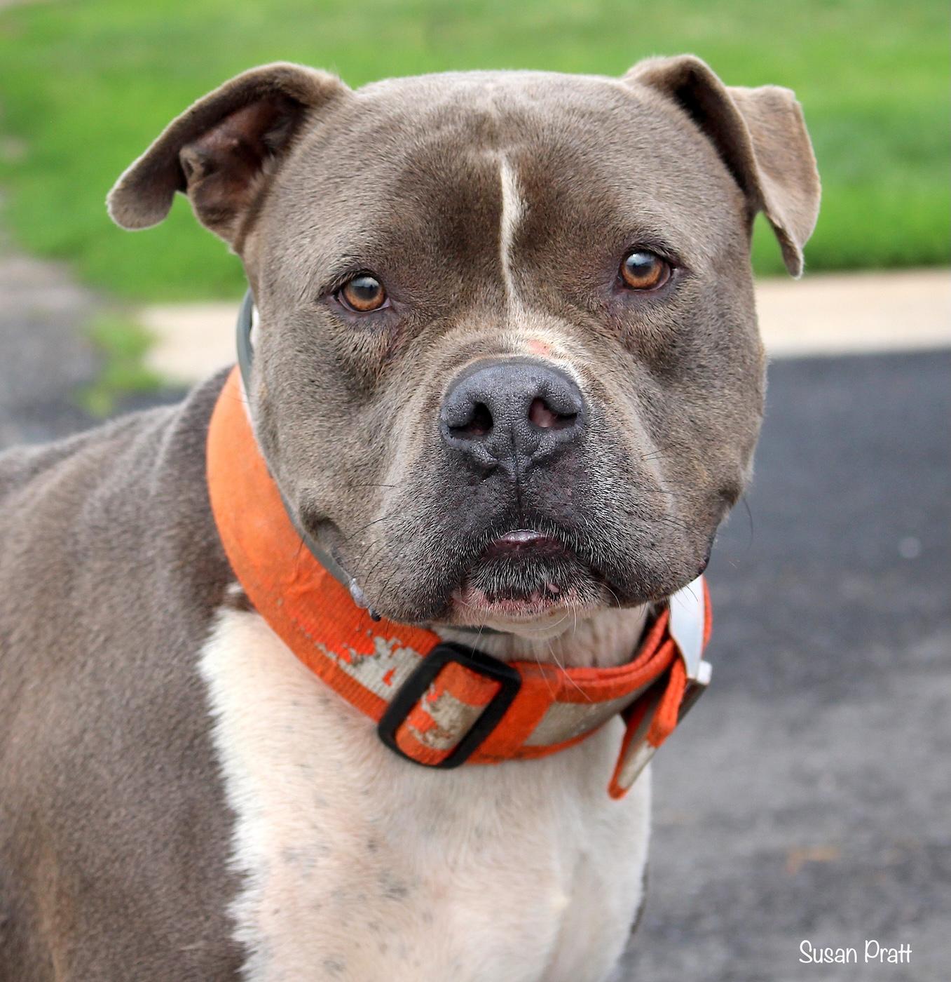 Duke, ADOPTABLE, Adult Male American Staffordshire Terrier.
