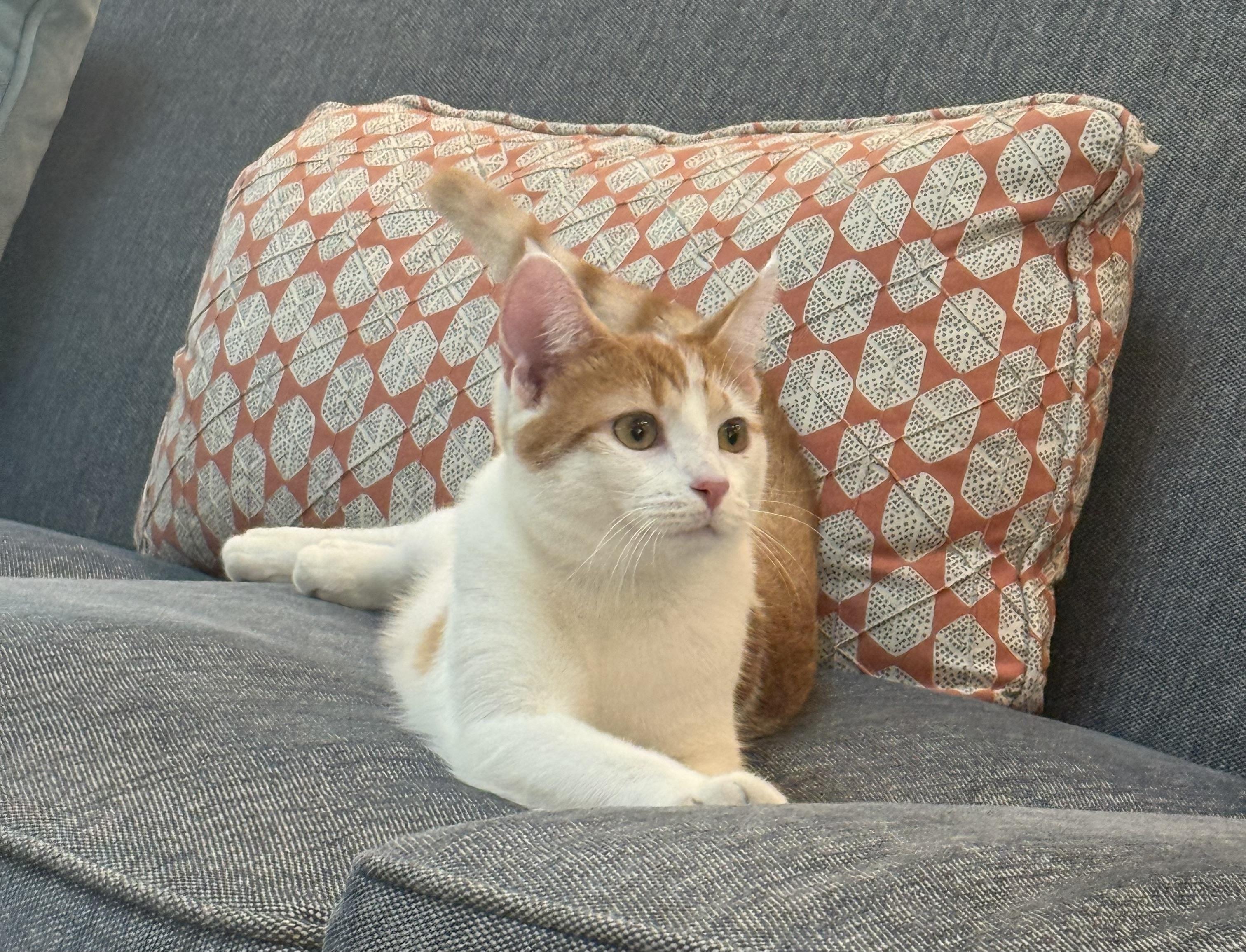 Ginger, Adopted, Kitten Male Tabby & Domestic Short Hair.