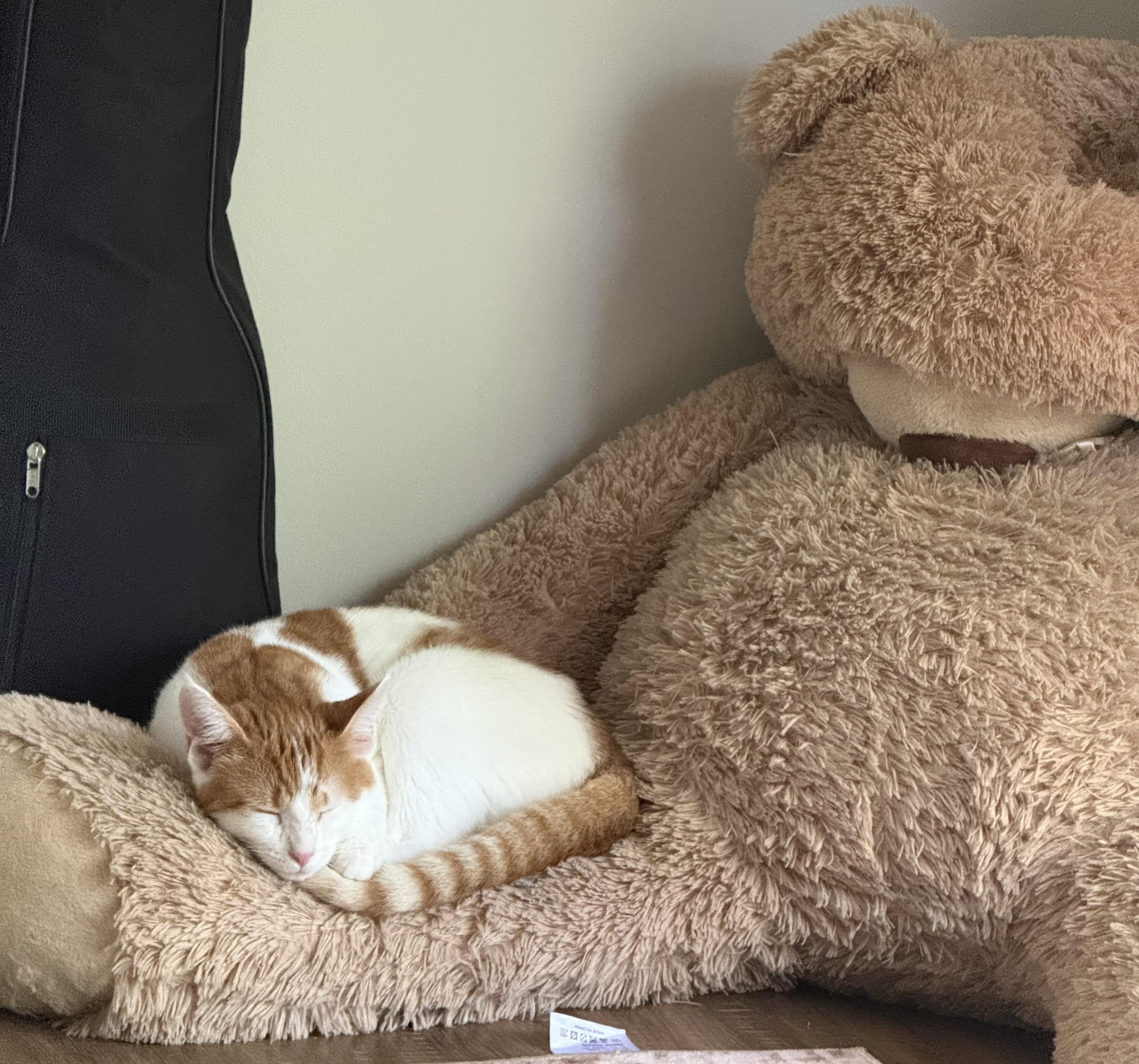 Enlarge Ginger, a Adopted mixed breed in Plain City, OH image 3/6