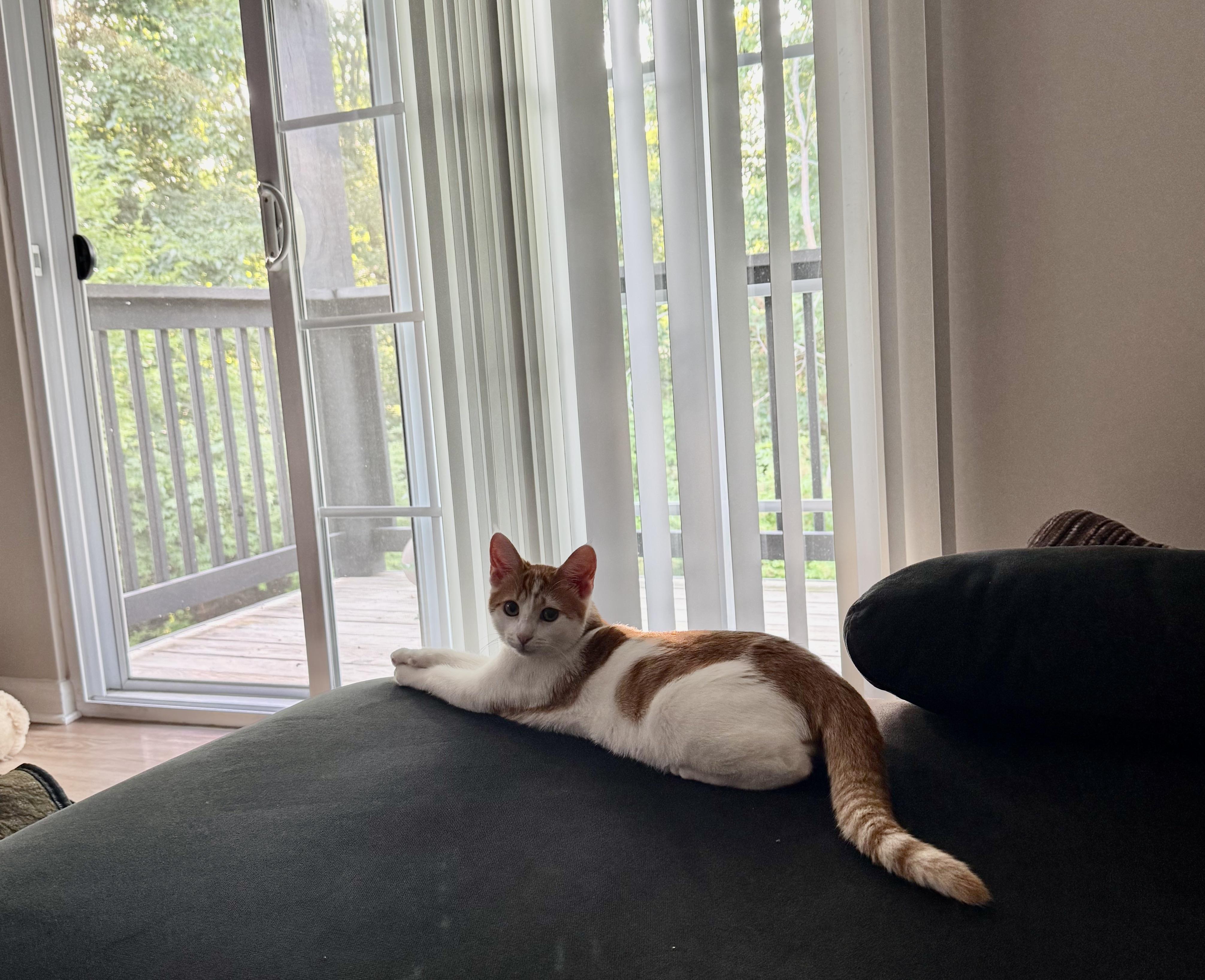 Enlarge Ginger, a Adopted mixed breed in Plain City, OH image 4/6