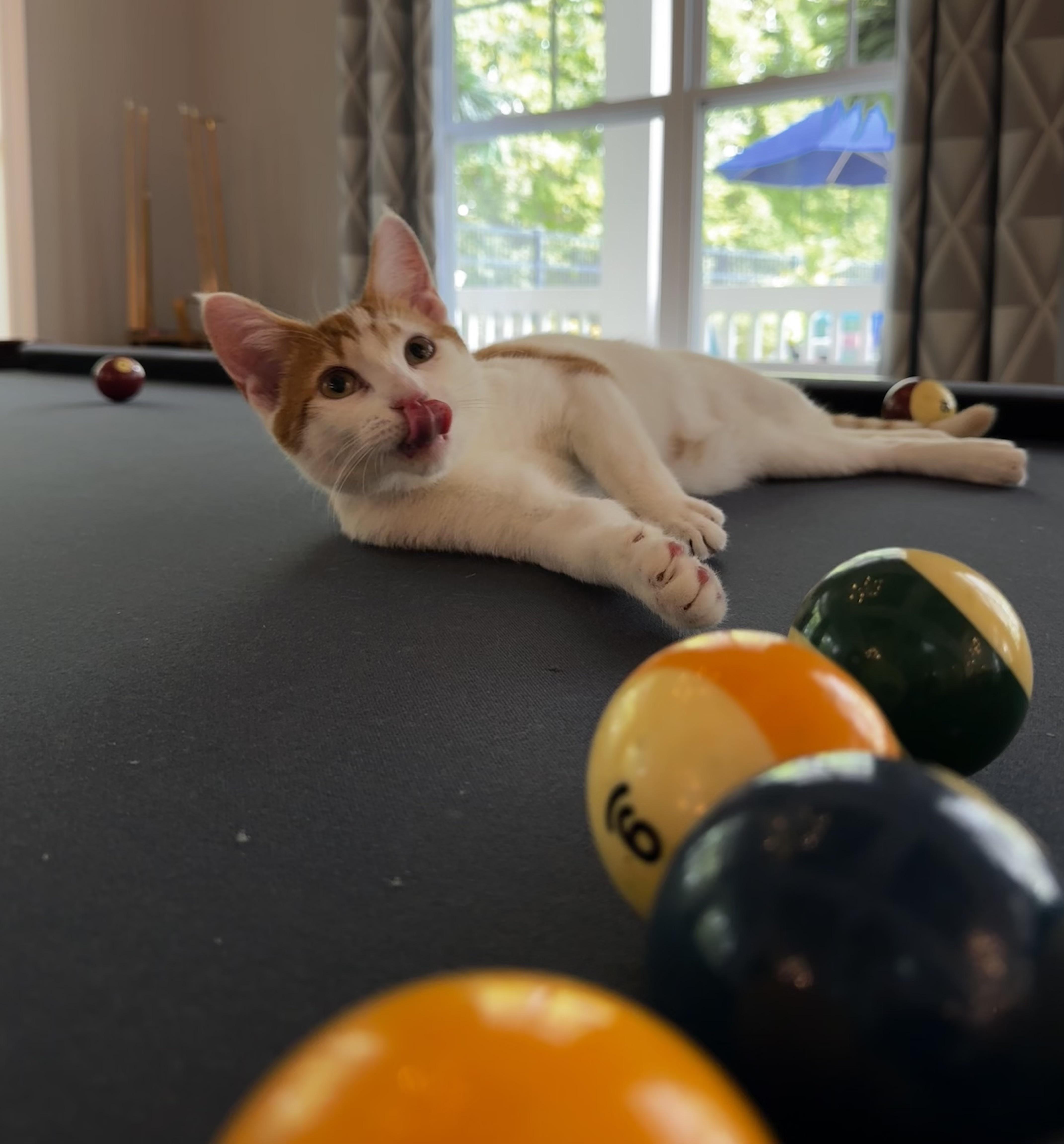 Enlarge Ginger, a Adopted mixed breed in Plain City, OH image 6/6