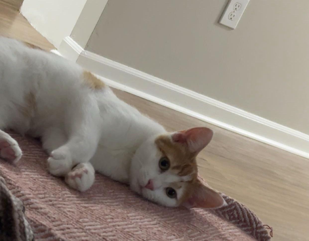 Enlarge Ginger, a Adopted mixed breed in Plain City, OH image 2/6