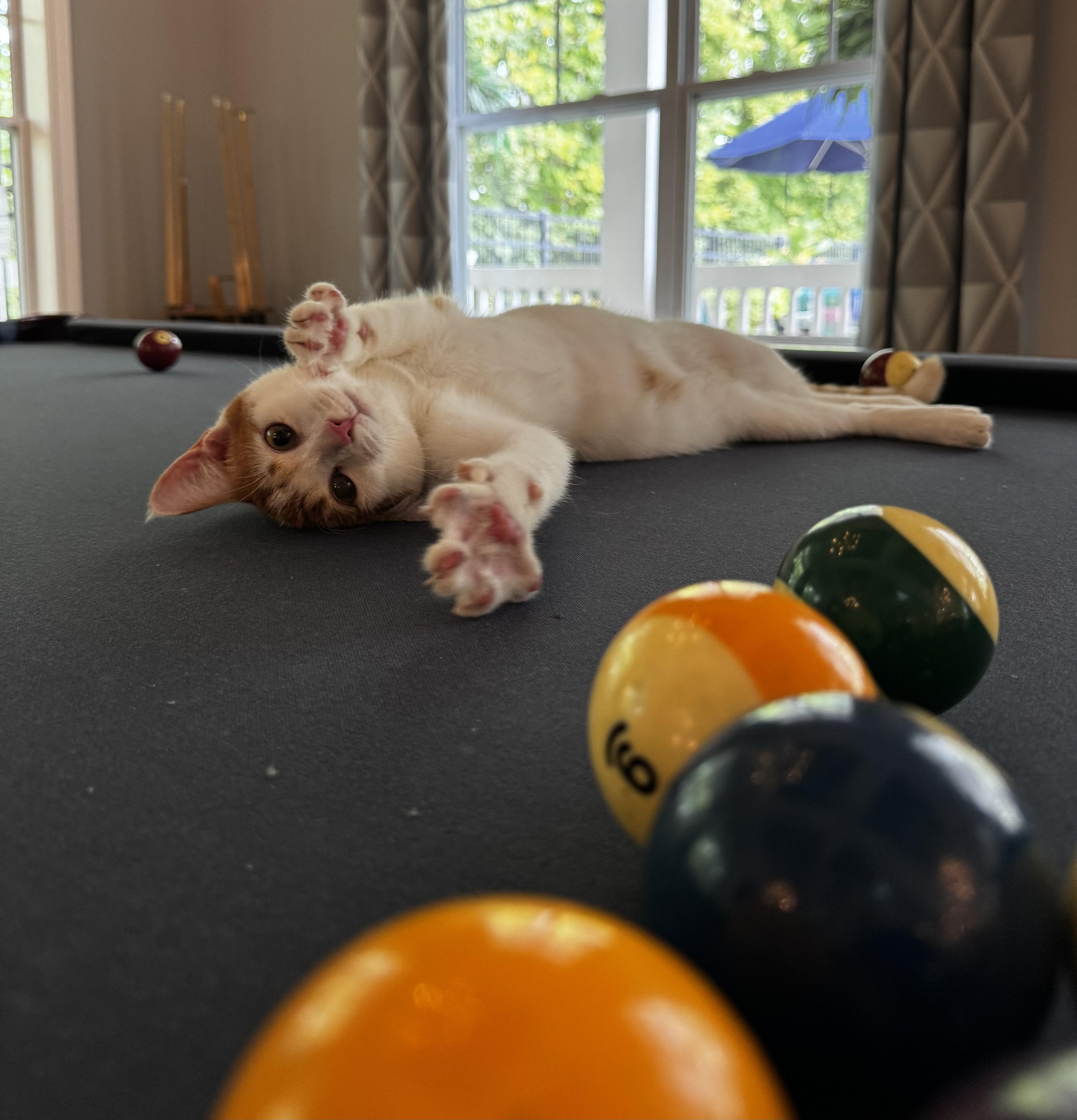 Enlarge Ginger, a Adopted mixed breed in Plain City, OH image 5/6