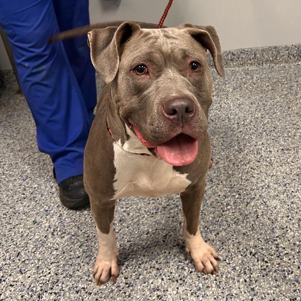 Nakita, Adoptable, Adult Female Mixed Breed.