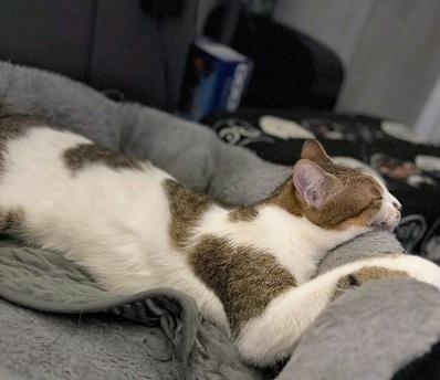 Maya, Adoptable, Adult Female Domestic Short Hair & Tabby.