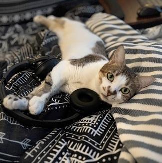 Enlarge Maya, a Adoptable mixed breed in San Francisco, CA image 2/6