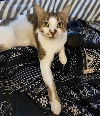 Enlarge Maya, a Adoptable mixed breed in San Francisco, CA image 3/6