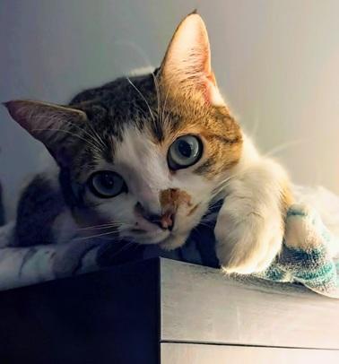 Enlarge Maya, a Adoptable mixed breed in San Francisco, CA image 4/6