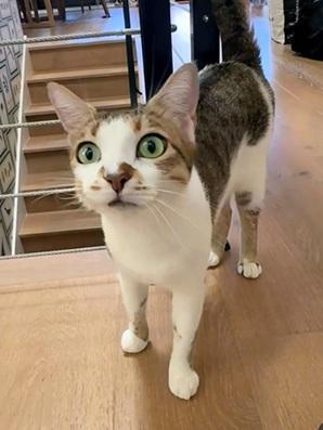 Enlarge Maya, a Adoptable mixed breed in San Francisco, CA image 5/6