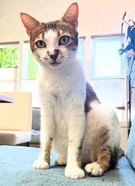 Enlarge Maya, a Adoptable mixed breed in San Francisco, CA image 6/6