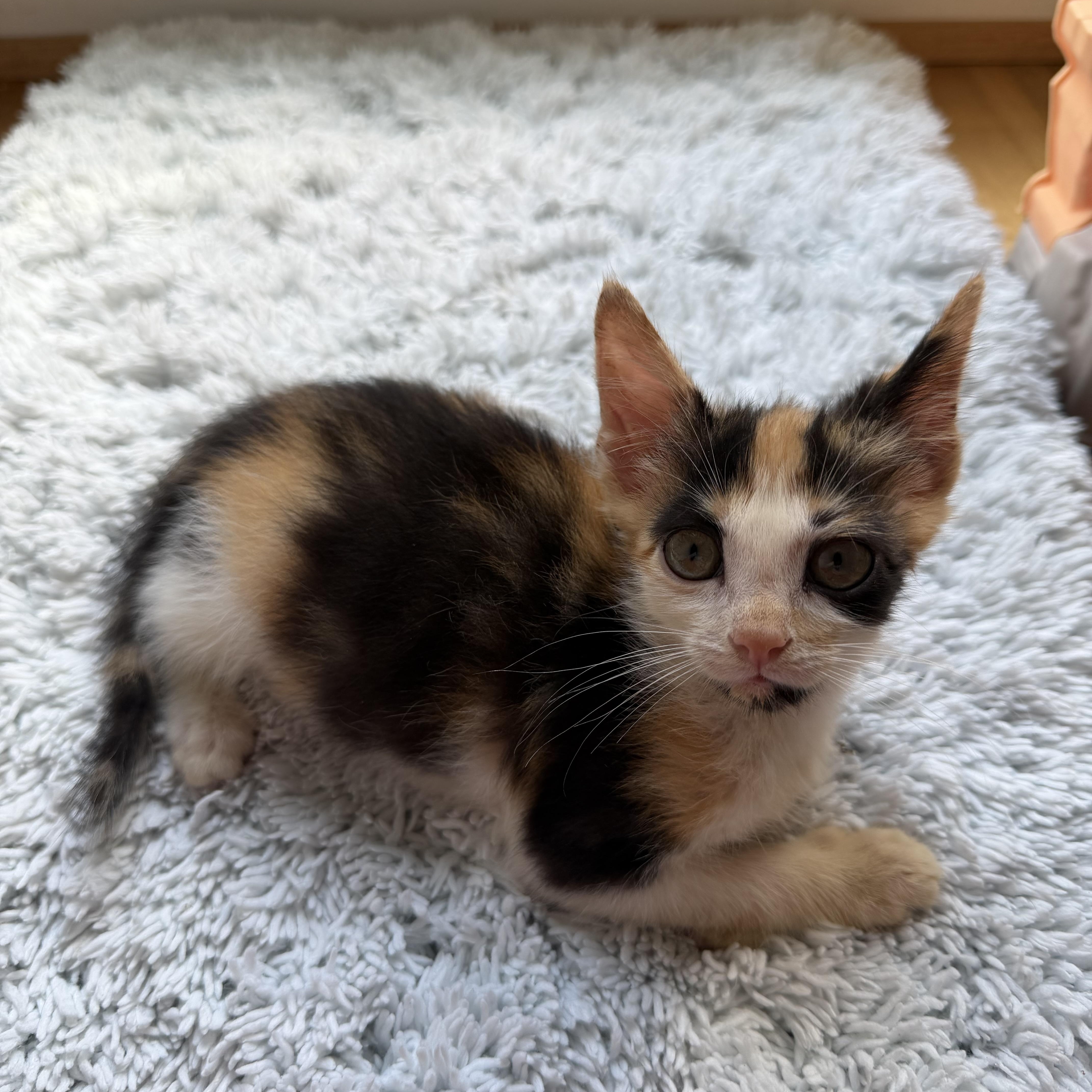 Enlarge Sparkle, a Adoptable Domestic Short Hair in Greensboro, NC image 1/4
