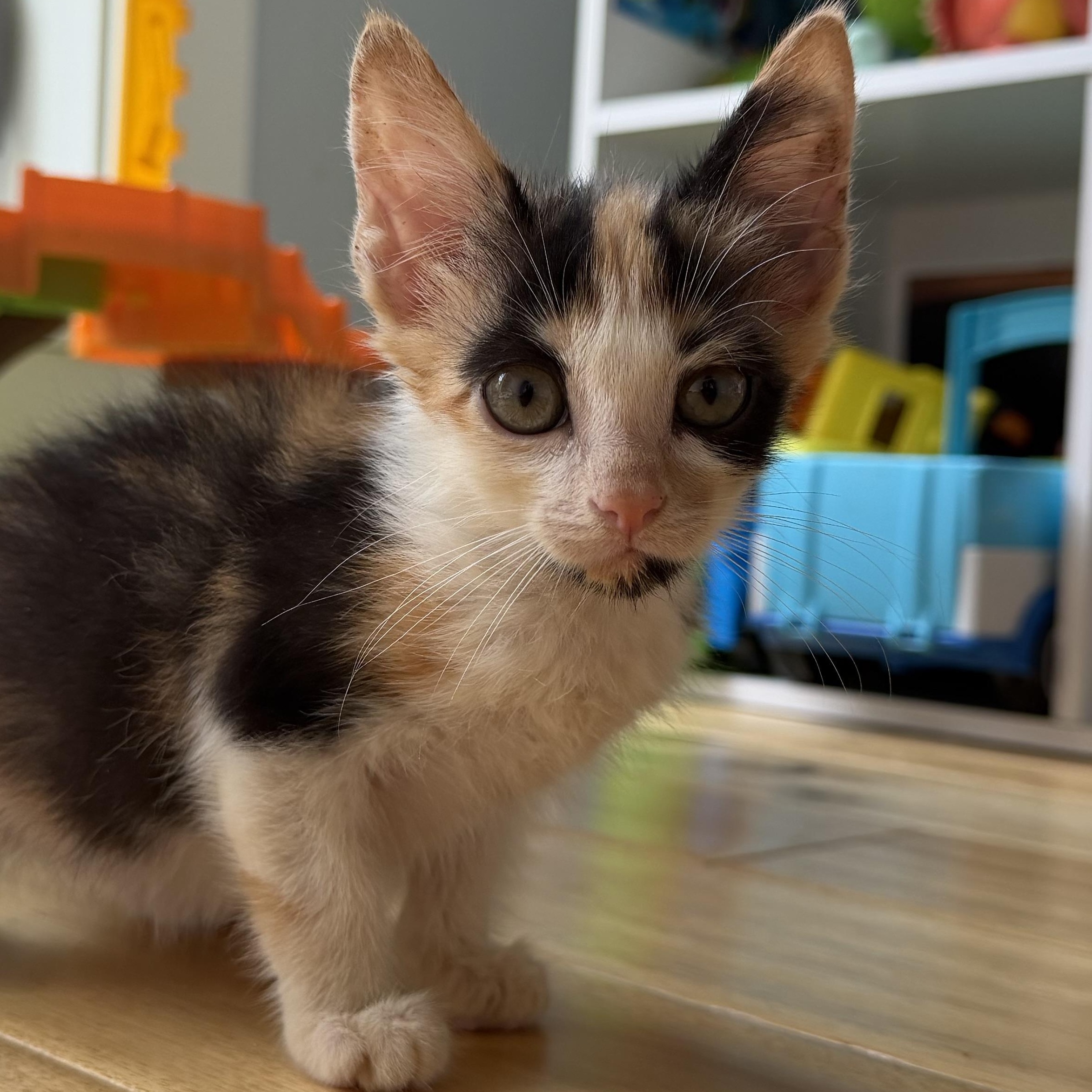 Enlarge Sparkle, a Adoptable Domestic Short Hair in Greensboro, NC image 4/4