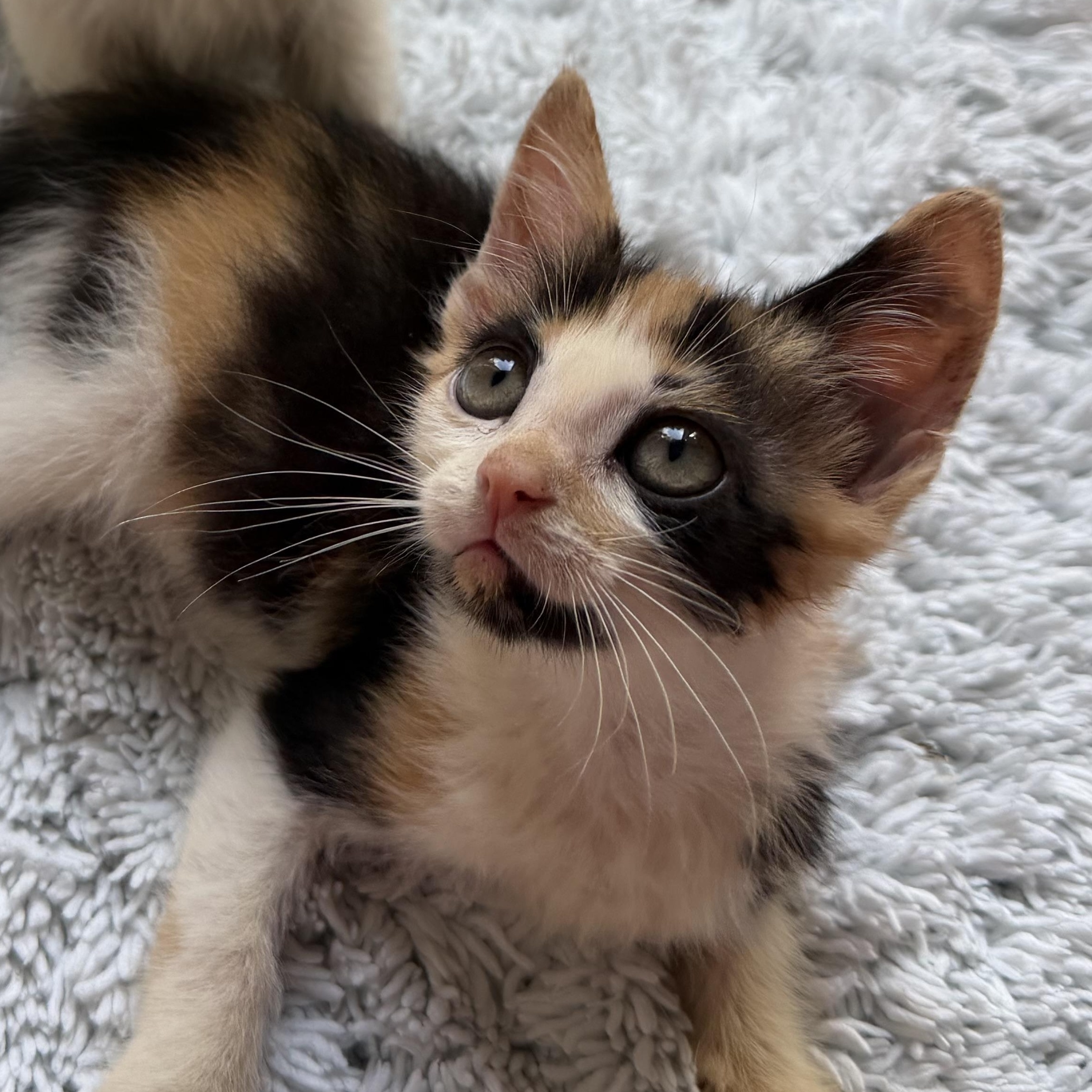 Enlarge Sparkle, a Adoptable Domestic Short Hair in Greensboro, NC image 3/4