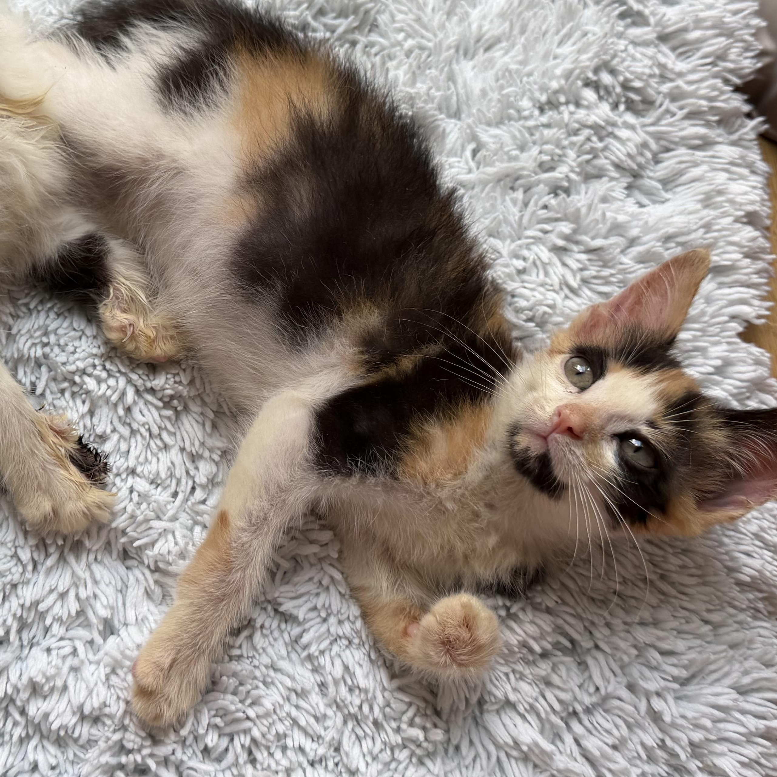 Enlarge Sparkle, a Adoptable Domestic Short Hair in Greensboro, NC image 2/4