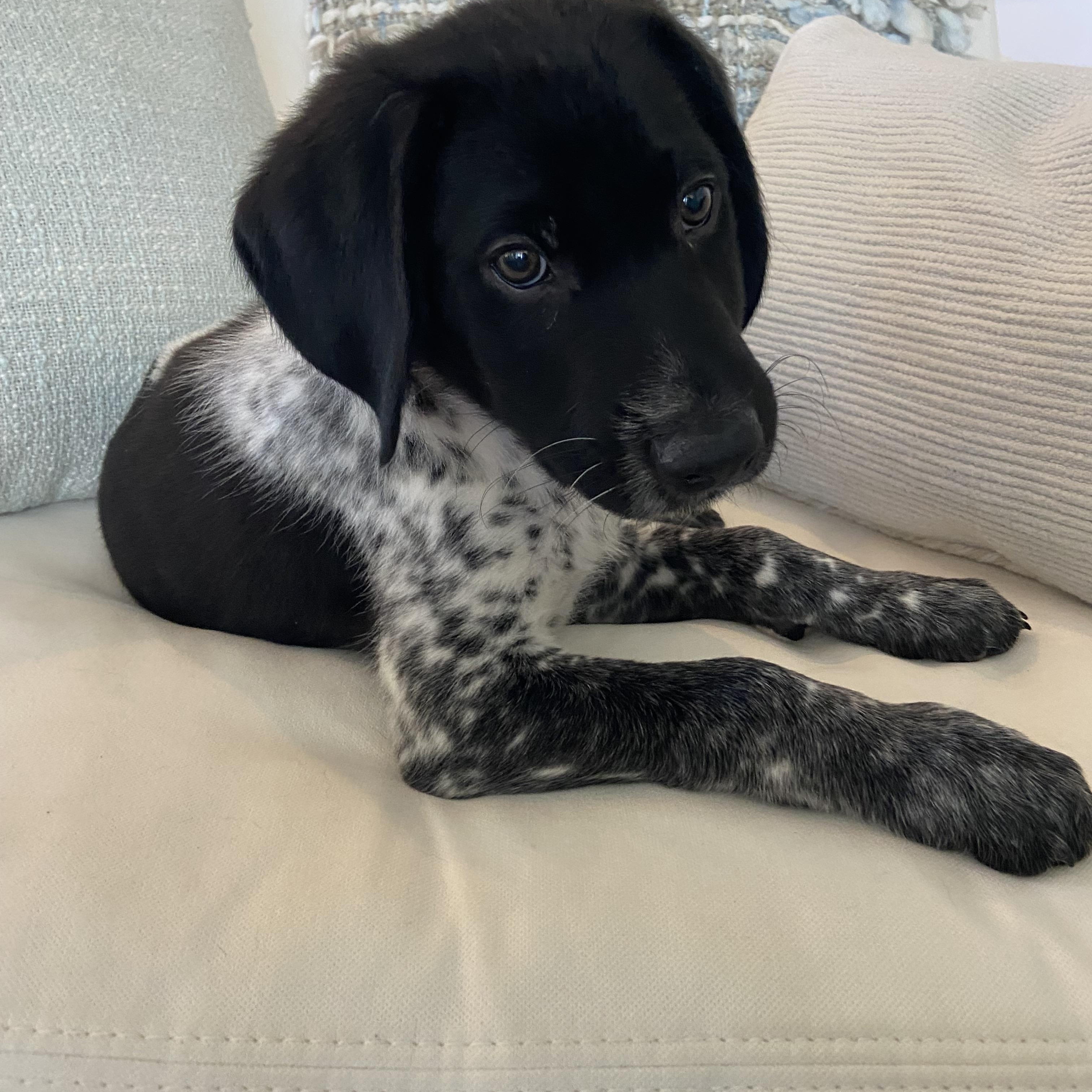Bumble, adopted, Puppy Male Labrador Retriever.