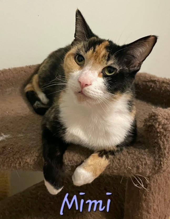 Mimi, Adoptable, Adult Female Domestic Short Hair.
