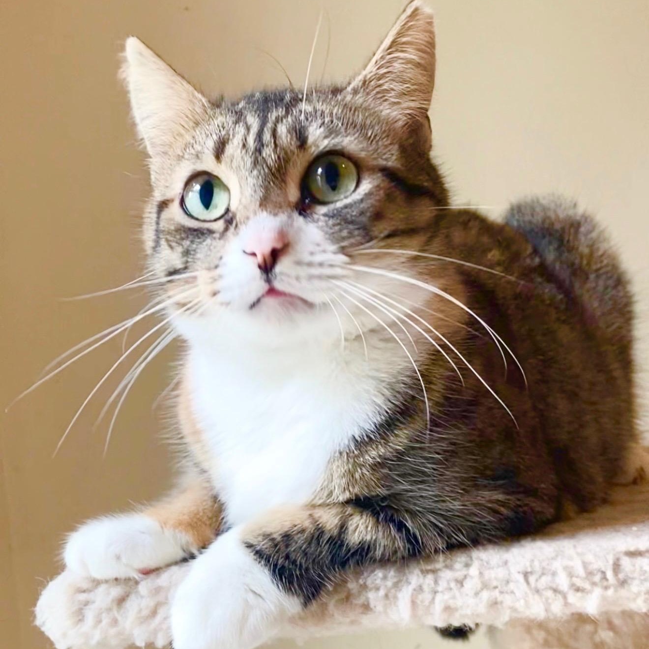 Enlarge Pepper, a Adoptable Domestic Short Hair in Portsmouth, NH image 5/5