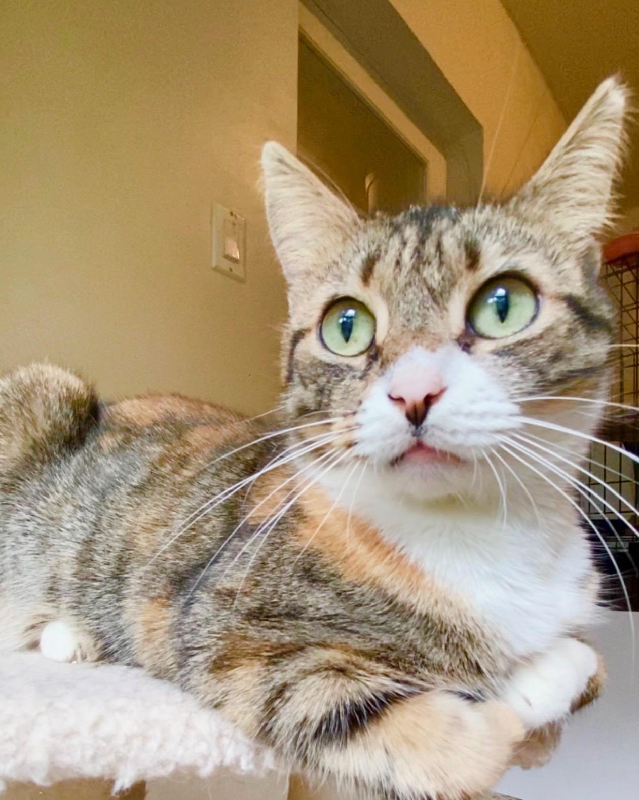 Enlarge Pepper, a Adoptable Domestic Short Hair in Portsmouth, NH image 1/5