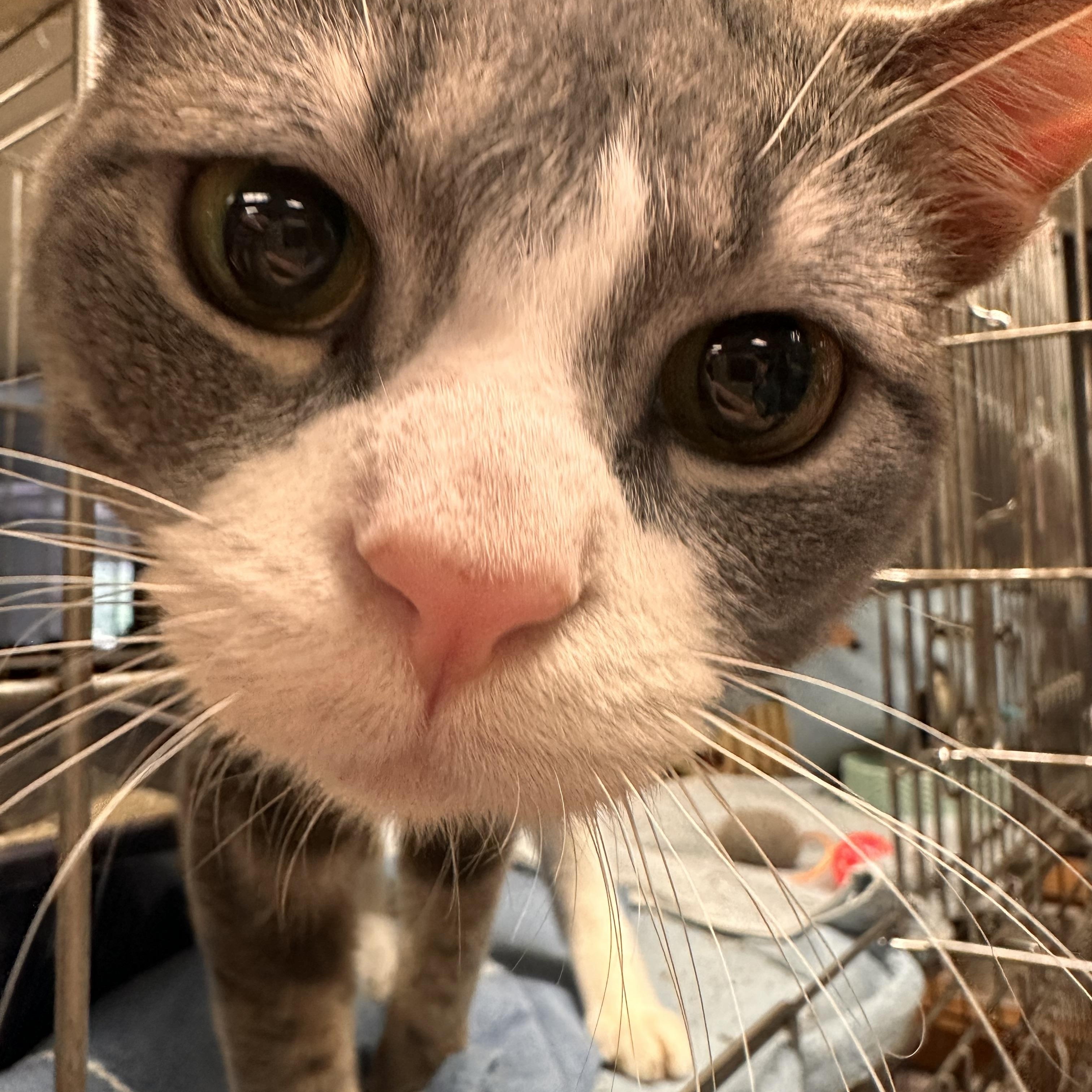 Blinx photo 4