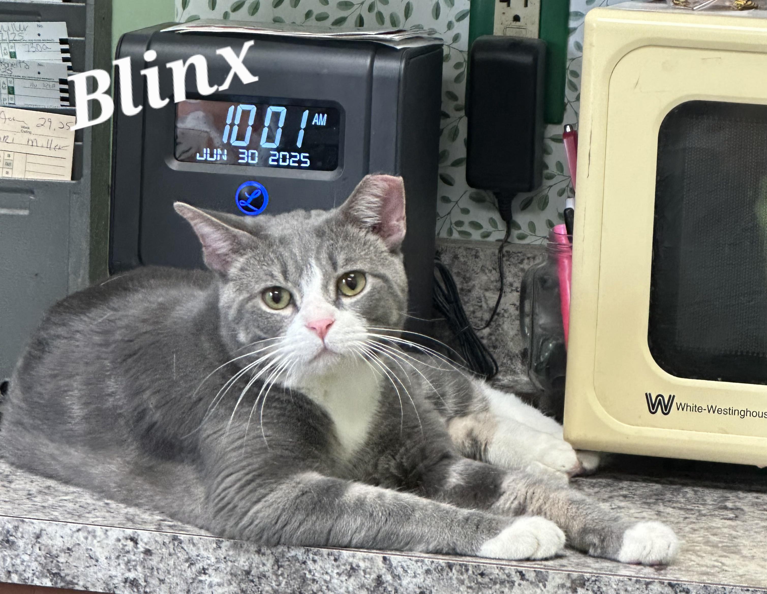 Blinx, Adult Male unknown