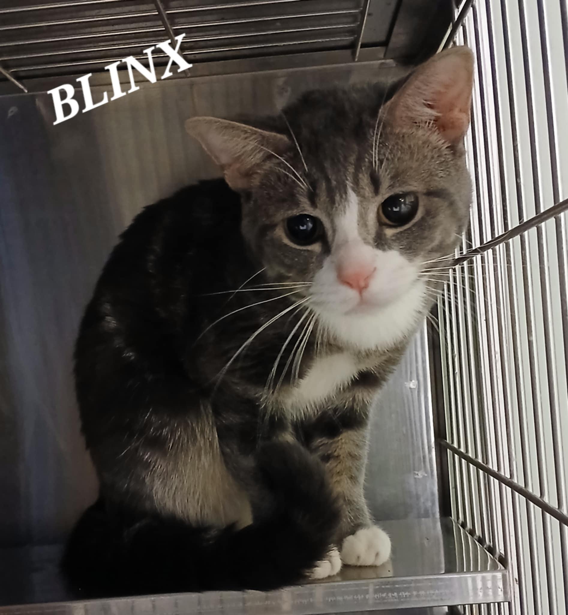 Blinx photo 2