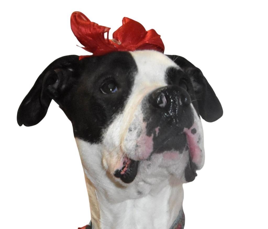 Laney/ Kila, a Adoptable Pit Bull Terrier in Springfield, OH image 1/6