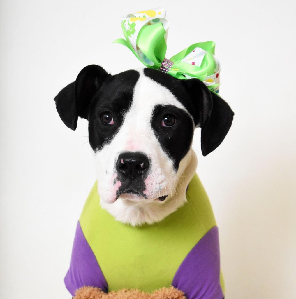 Laney/ Kila, a Adoptable Pit Bull Terrier in Springfield, OH image 2/6