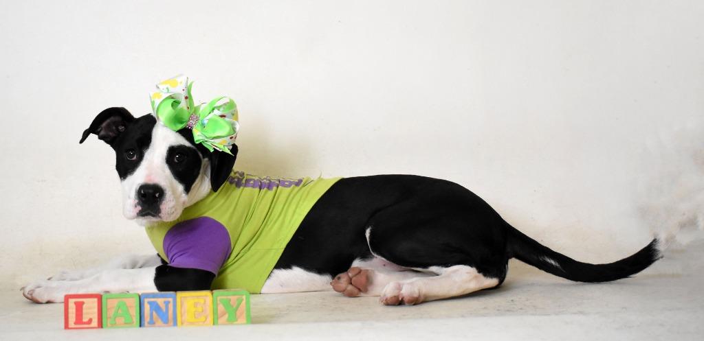 Laney/ Kila, a Adoptable Pit Bull Terrier in Springfield, OH image 4/6