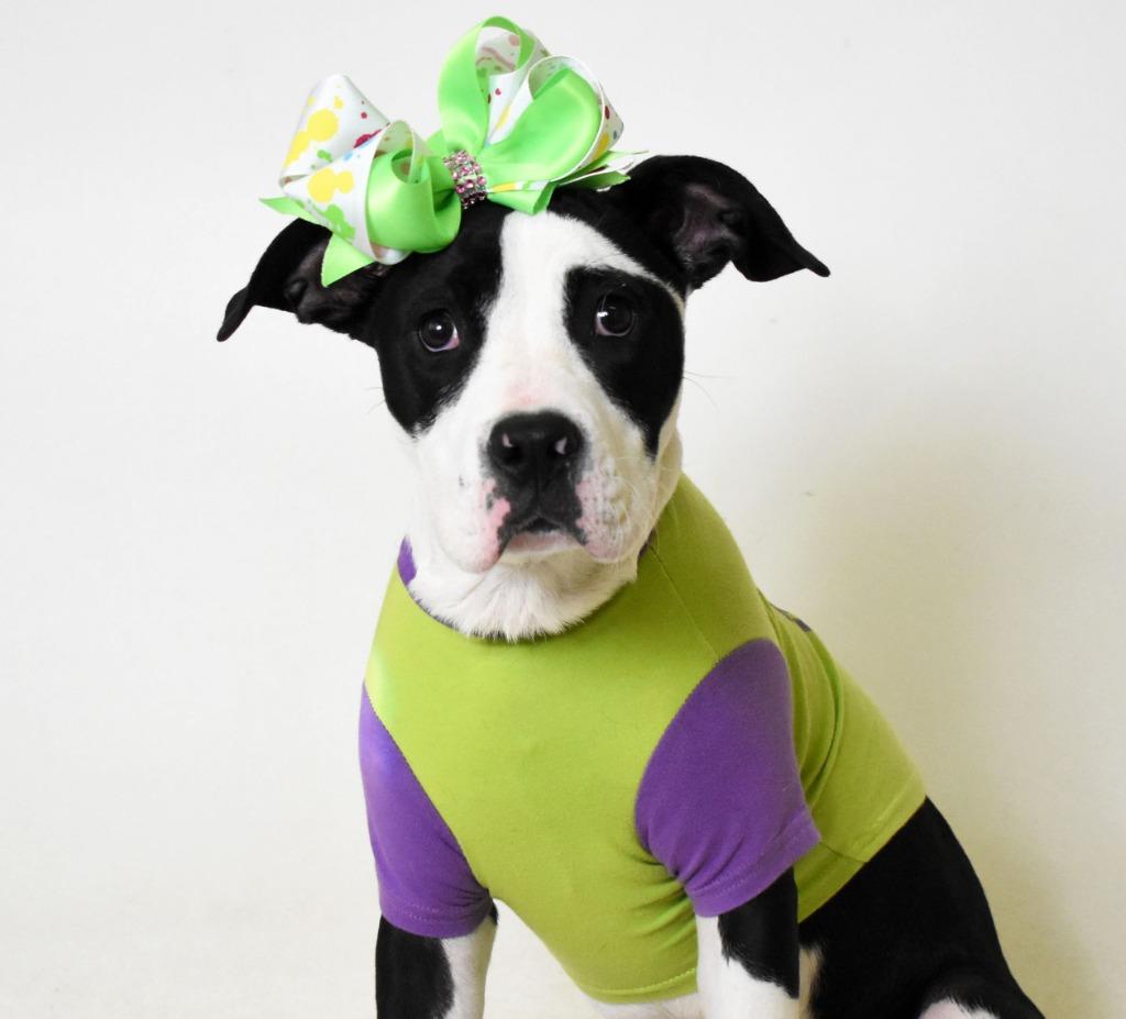 Laney/ Kila, a Adoptable Pit Bull Terrier in Springfield, OH image 6/6