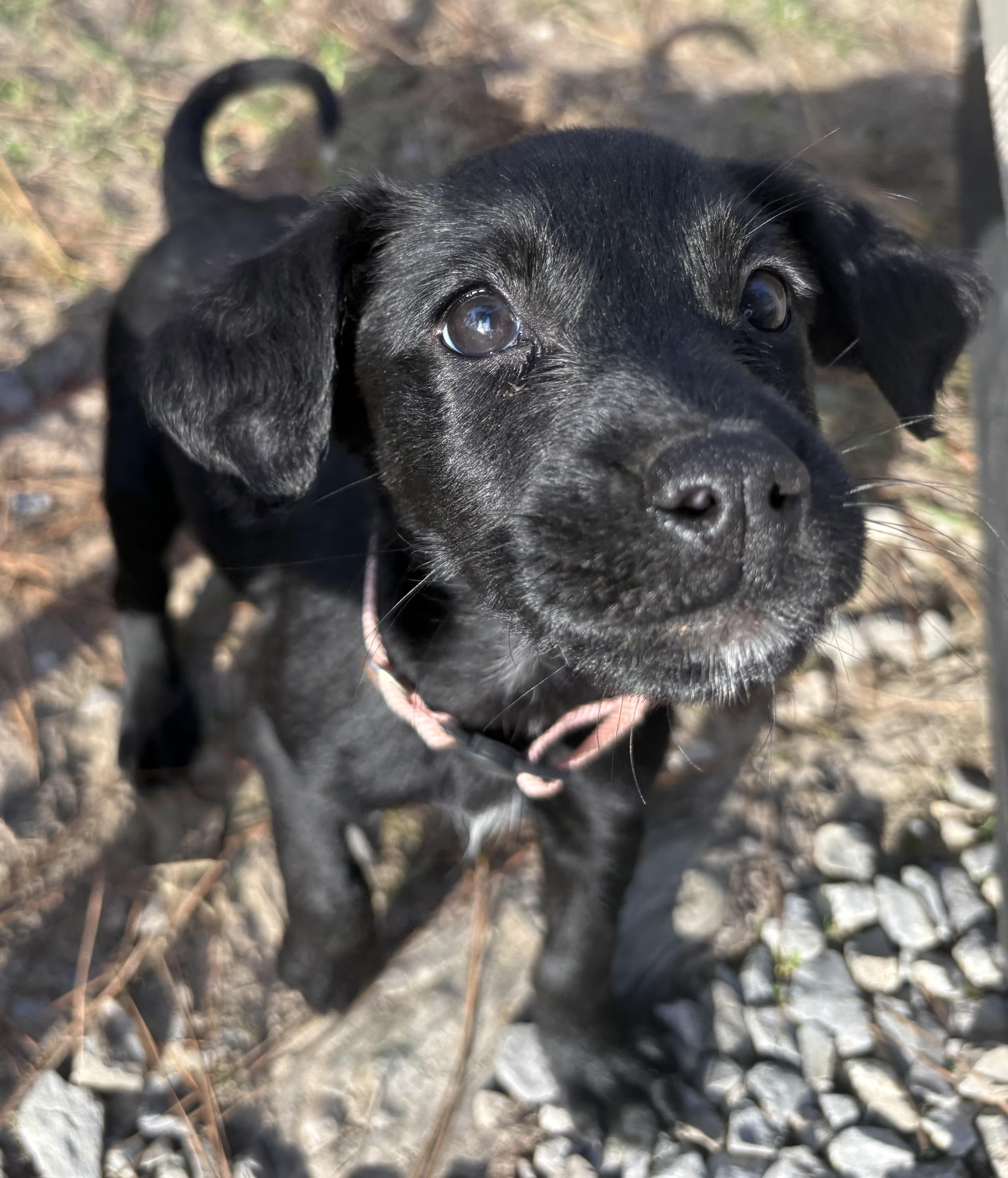 Enlarge LeFleur, a Adoptable mixed breed in Westport, CT image 1/1