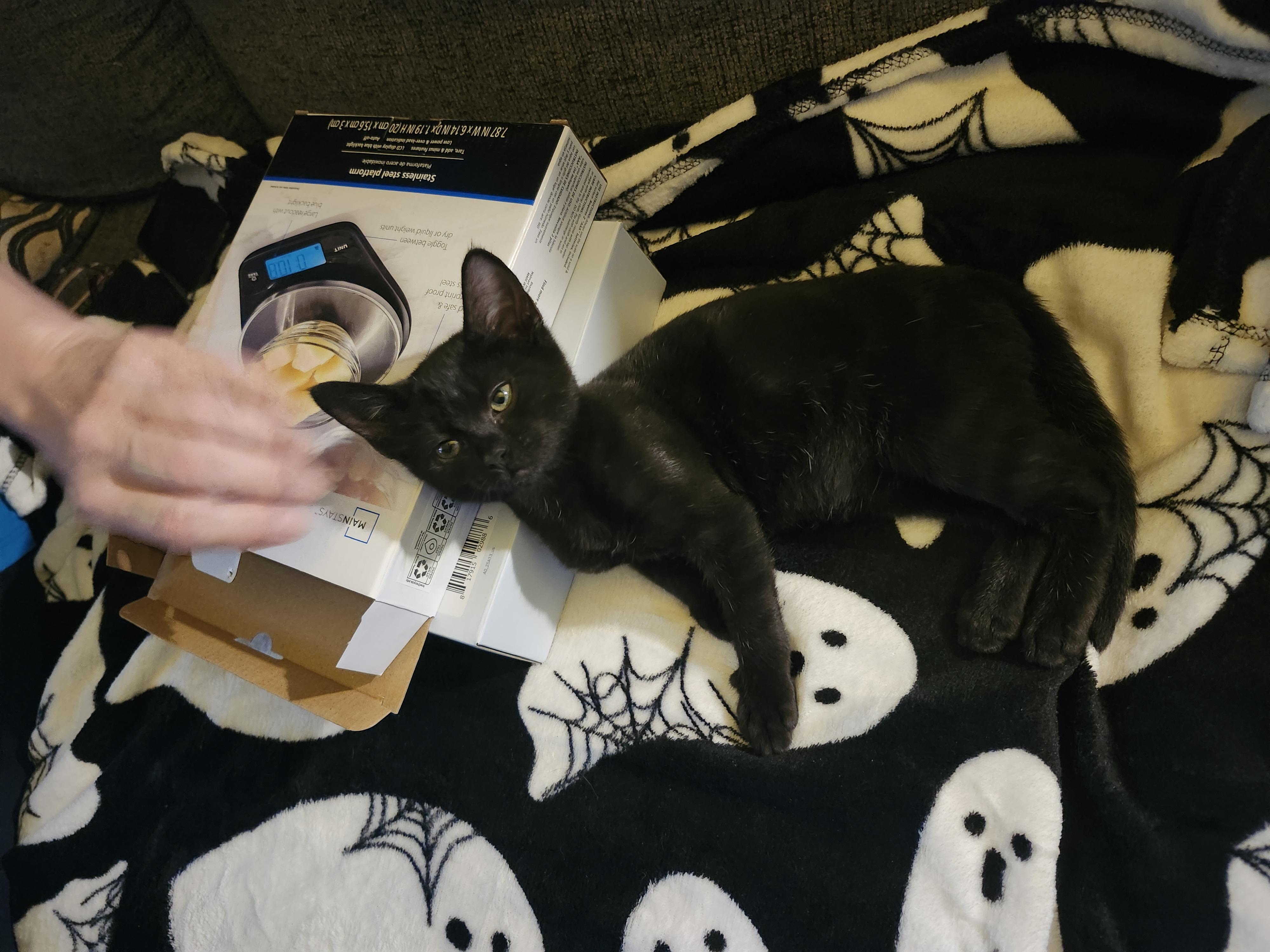 Enlarge "BOO", a Adoptable mixed breed in North East, MD image 3/5